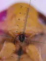 Cymatia americana - photo 2