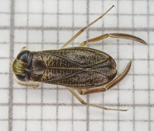Cymatia bonsdorffii