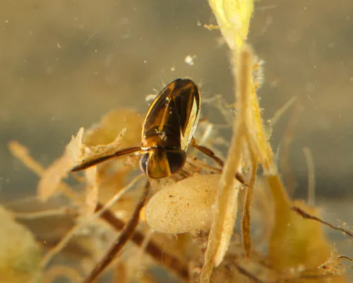 Cymatia coleoptrata