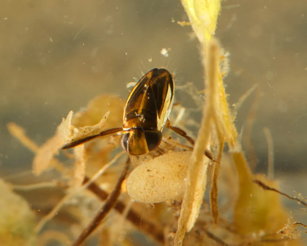 Cymatia coleoptrata - photo 2