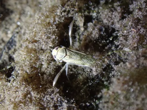 Cymatia rogenhoferi