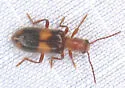 Cymatodera aegra-complex