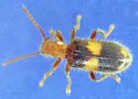 Cymatodera aegra-complex - photo 2