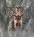 Cymatodera aegra-complex - photo 3