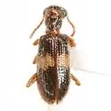 Cymatodera aegra-complex - photo 4