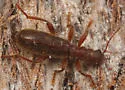 Cymatodera angustata