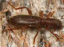 Cymatodera angustata - photo 2