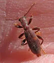 Cymatodera angustata - photo 3