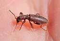 Cymatodera angustata - photo 4