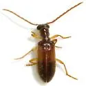 Cymatodera antennata