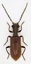 Cymatodera antennata - photo 2