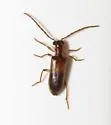 Cymatodera antennata - photo 3