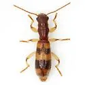 Cymatodera balteata - photo 2