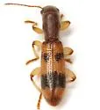 Cymatodera balteata - photo 3