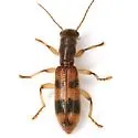 Cymatodera balteata - photo 4