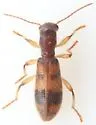 Cymatodera balteata - photo 5