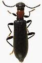 Cymatodera bicolor