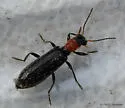 Cymatodera bicolor - photo 2