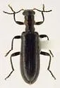 Cymatodera bicolor - photo 3