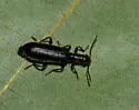 Cymatodera bicolor - photo 4