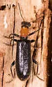 Cymatodera bicolor - photo 5