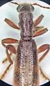 Cymatodera brevicollis