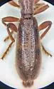 Cymatodera brevicollis - photo 2