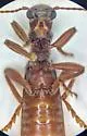 Cymatodera brevicollis - photo 5
