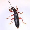 Cymatodera californica - photo 3