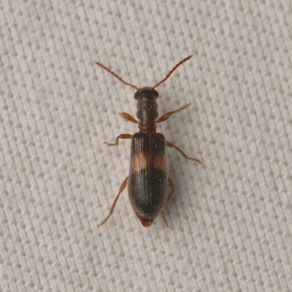 Cymatodera decipiens - photo 2