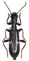 Cymatodera dietrichi