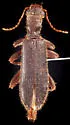Cymatodera dietrichi - photo 3