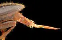 Cymatodera dietrichi - photo 4