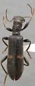 Cymatodera dietrichi - photo 5
