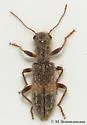 Cymatodera fuchsii - photo 2