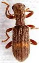 Cymatodera fuchsii - photo 3