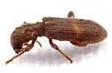 Cymatodera fuchsii - photo 4