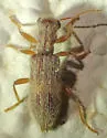 Cymatodera fuchsii - photo 5