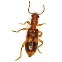 Cymatodera fuscula - Cymatodera fuscula