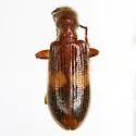 Cymatodera fuscula - photo 2