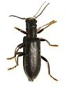 Cymatodera horni - Cymatodera horni