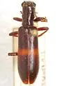 Cymatodera horni - photo 2