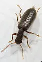 Inornate Checkered Beetle