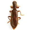 Inornate Checkered Beetle - photo 2