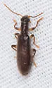Inornate Checkered Beetle - photo 3