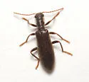 Inornate Checkered Beetle - photo 4