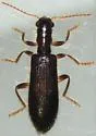 Inornate Checkered Beetle - photo 5
