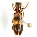 Cymatodera laevicollis