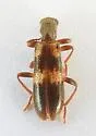 Cymatodera laevicollis - photo 2