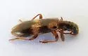 Cymatodera laevicollis - photo 3